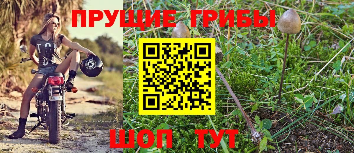 Галлюциногенные грибы Psilocybine cubensis Шебекино